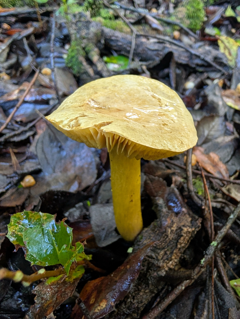 Tricholoma sulphureum · December 2025 · photo: © pmgaspar (iNaturalist, cc-by)