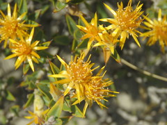 Chuquiraga avellanedae