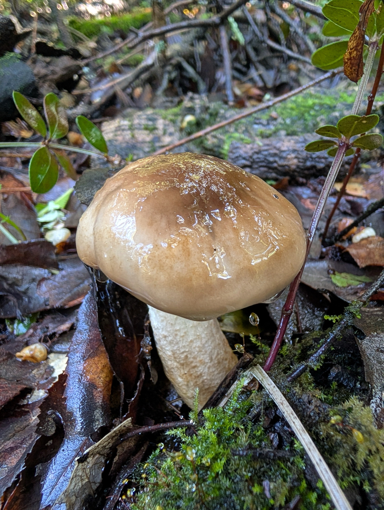 Hygrophorus glutinifer · December 2025 · photo: © pmgaspar (iNaturalist, cc-by)