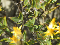 Chuquiraga avellanedae