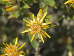 Chuquiraga avellanedae