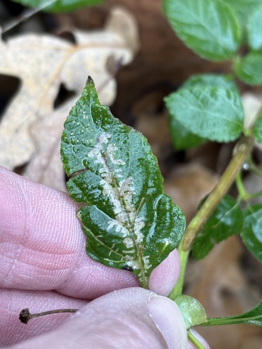 Herring-bone Leafminer photo 4