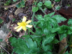 Ranunculus sierrae-orientalis
