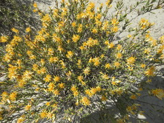 Chuquiraga avellanedae