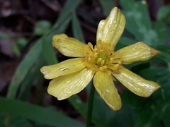 Ranunculus sierrae-orientalis
