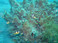Amblypomacentrus breviceps