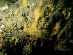 Hymeniacidon perlevis