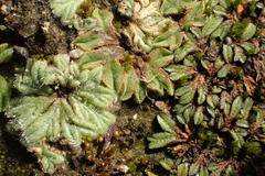 Riccia trichocarpa