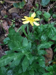 Ranunculus sierrae-orientalis