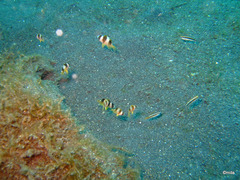 Amblypomacentrus breviceps
