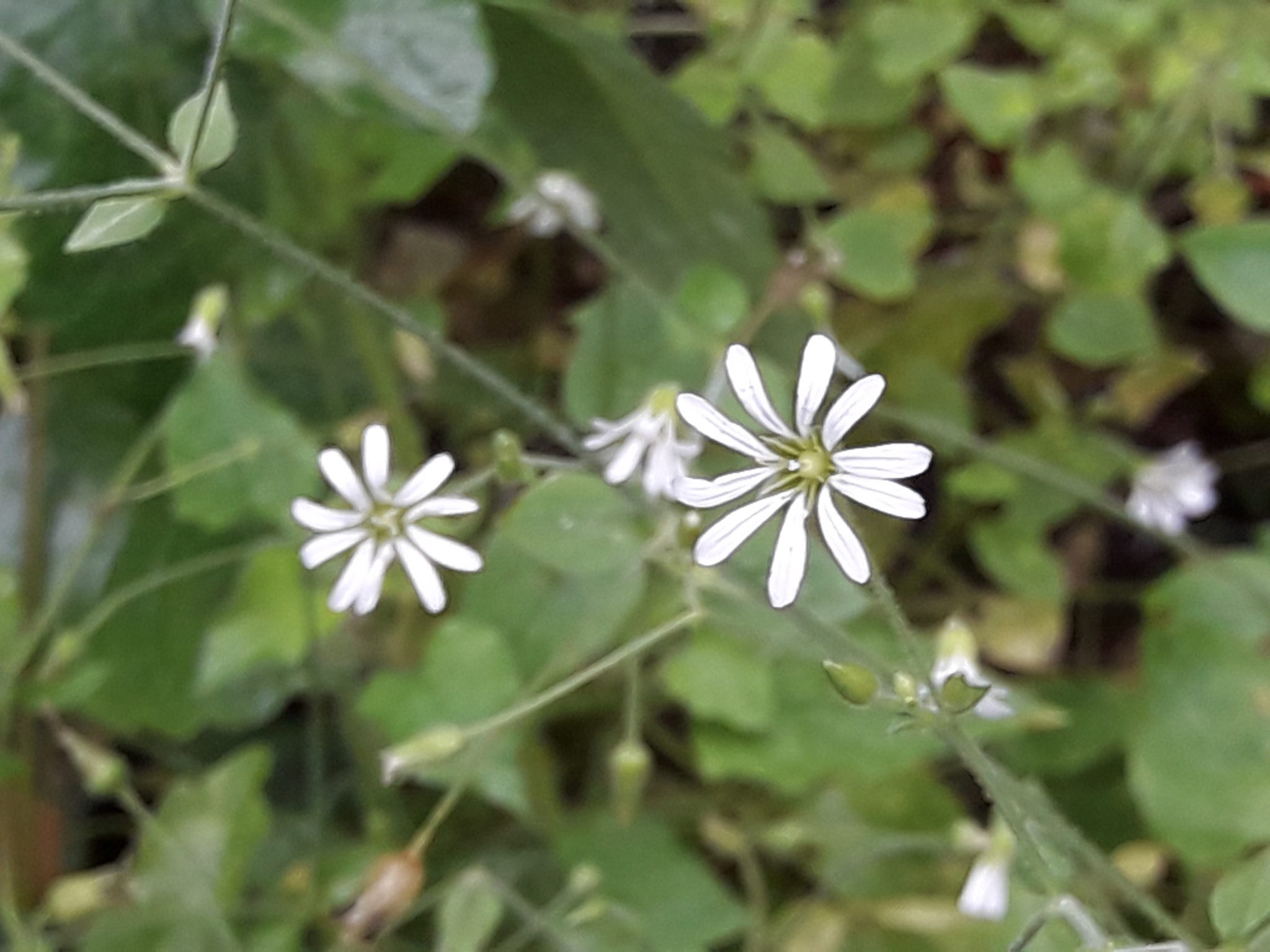 Stellaria cuspidata