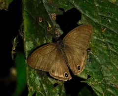 Cissia pompilia