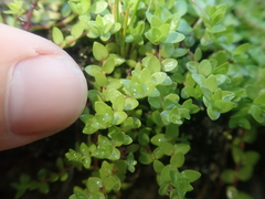 Oldenlandia salzmannii