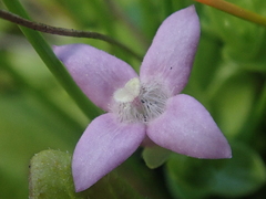 Oldenlandia salzmannii
