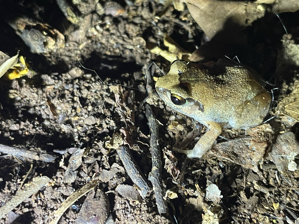Common Squeaker from Kwale, KE on December 13, 2025 at 08:21 PM by Indy ...
