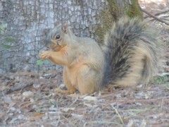 Sciurus nayaritensis