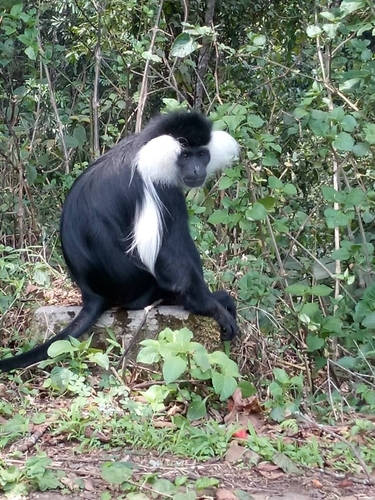 Ruwenzori Black-and-White Colobus