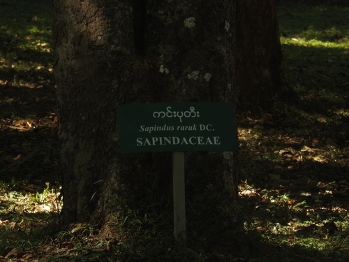 Sapindus rarak observed 2025-12-19