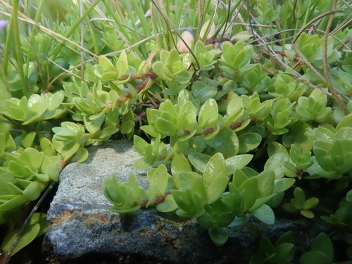 Image of Oldenlandia salzmannii by (c) Nolan Exe, some rights reserved (CC BY)