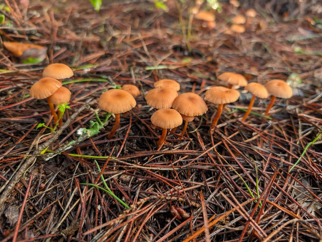 Laccaria lateritia