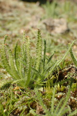 Plantago elongata