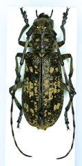Monochamus saltuarius