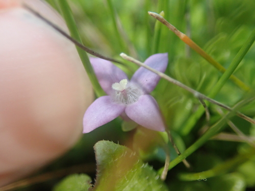 Image of Oldenlandia salzmannii by (c) Nolan Exe, some rights reserved (CC BY)