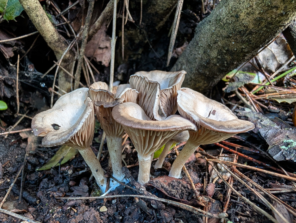 Pseudoclitocybe cyathiformis · December 2025 · photo: © pmgaspar (iNaturalist, cc-by)