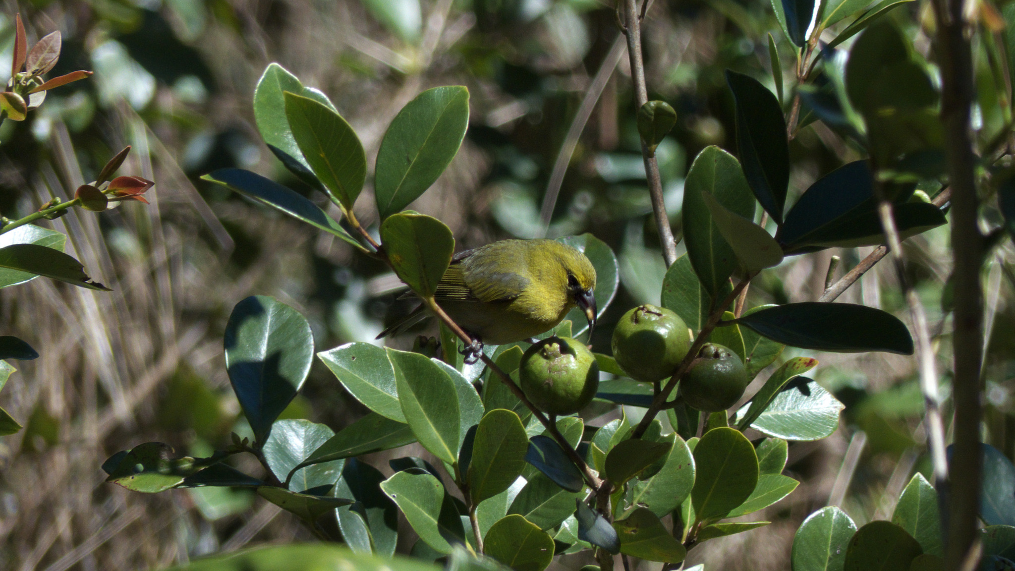 Kauai Amakihi (Chlorodrepanis stejnegeri), photo 4