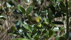 Chlorodrepanis stejnegeri