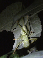 Panacanthus cuspidatus