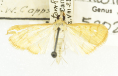 Helvibotys helvialis