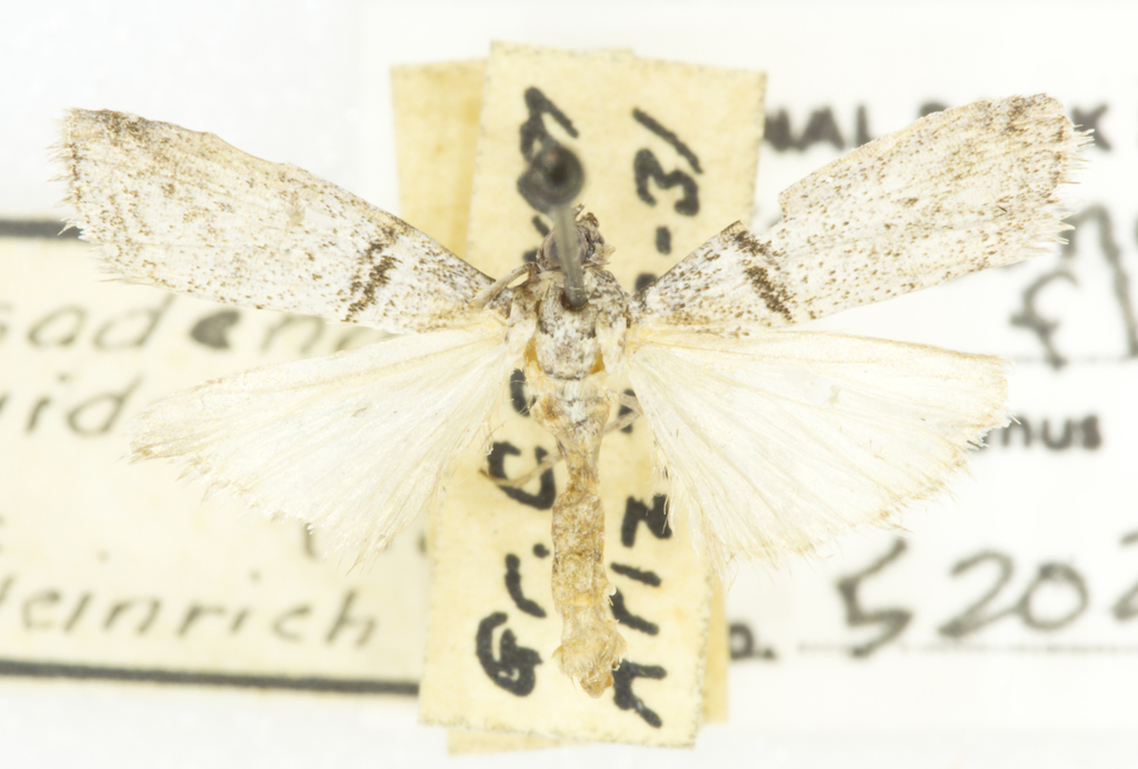 Passadena flavidorsella