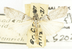 Passadena flavidorsella