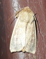 Leucania pseudargyria