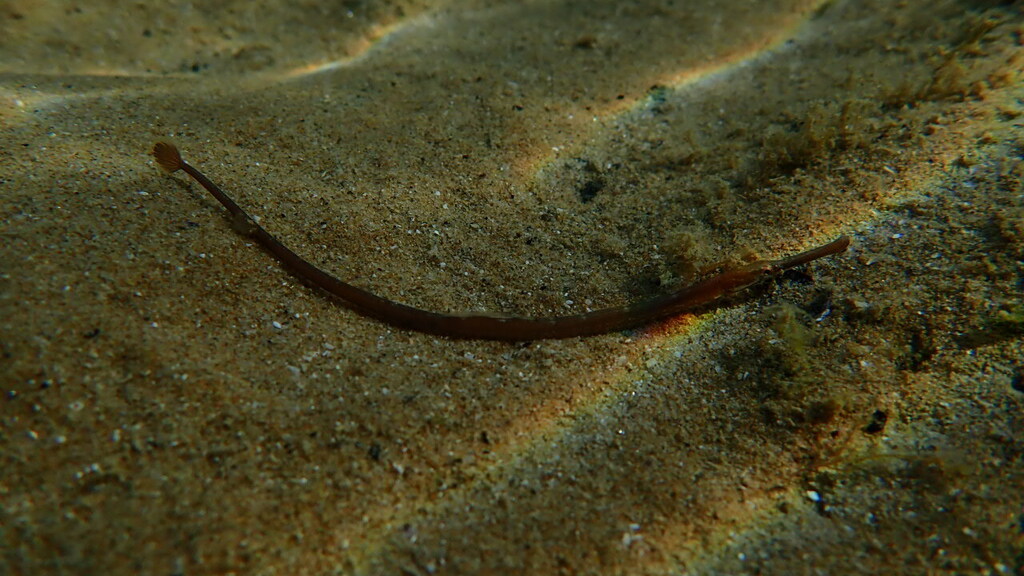 Adriatic pipefish (Syngnathus taenionotus) — Syngnathidae
