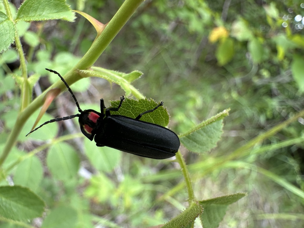 Pyractonema bifenestrata