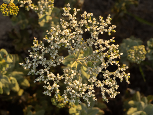 Rio Grande Buckwheat (Eriogonum multiflorum)