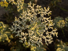 Eriogonum multiflorum, photograph (c) Turner Brockman, some rights reserved (CC BY-SA)