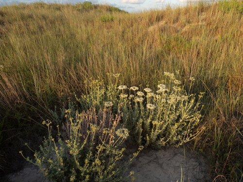 Eriogonum multiflorum, photograph 5