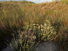 Eriogonum multiflorum, photograph (c) Turner Brockman, some rights reserved (CC BY-SA)