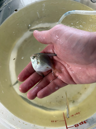 American harvestfish (Peprilus paru) — Stromateidae — 5