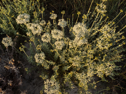 Eriogonum multiflorum, photograph 6