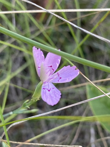 Field pink (Dianthus campestris)