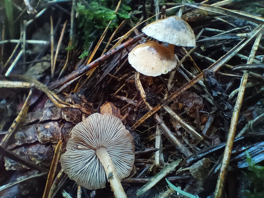 Baeospora myosura · December 2025 · photo: © considerthelilies (iNaturalist, cc-by)