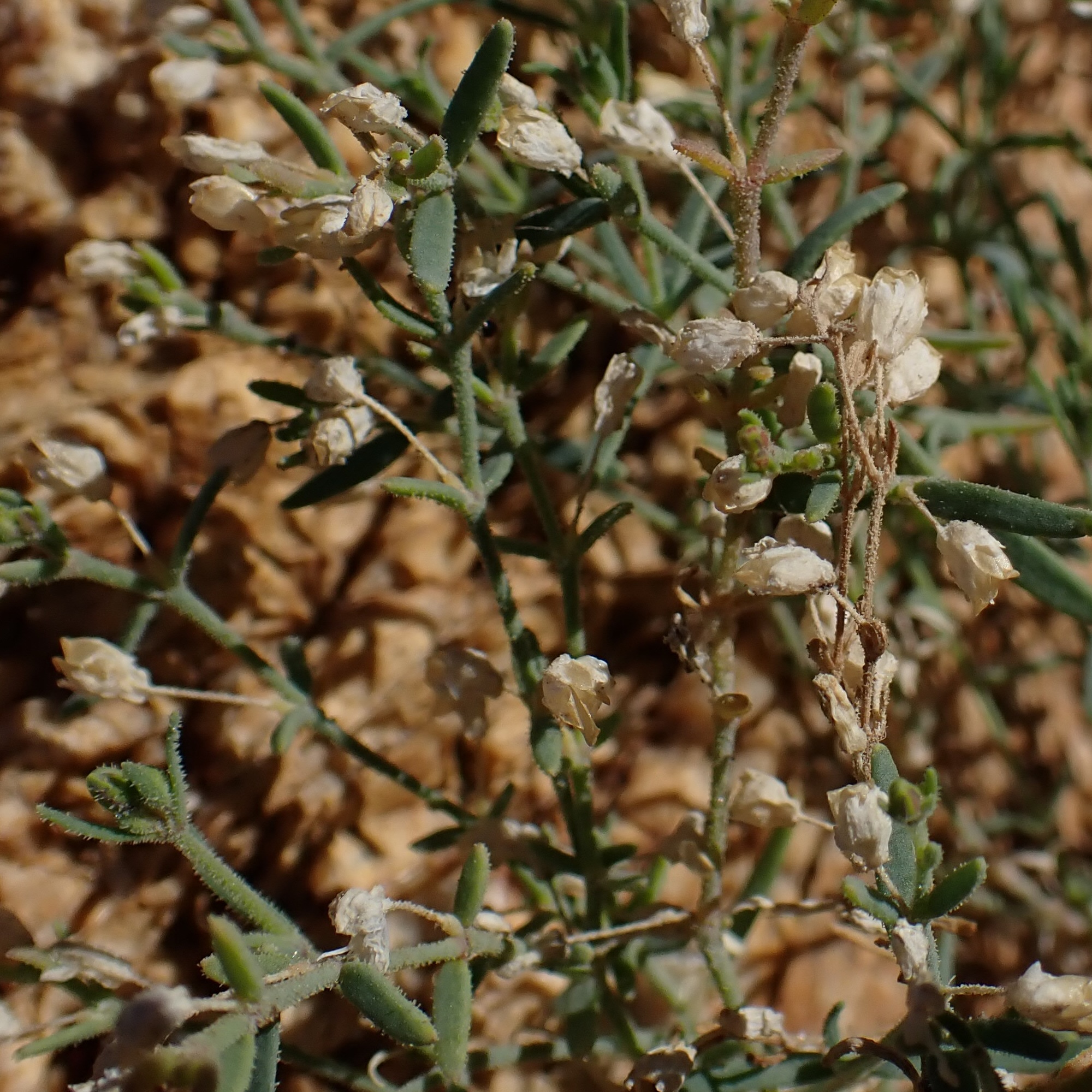 Lightning Weed (Drymaria arenarioides)