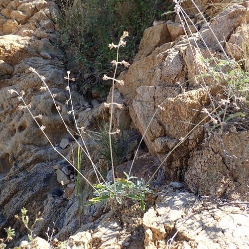 Xantus' Snake-Cotton (Froelichia xantusii)