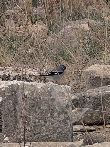 Great Gray Shrike