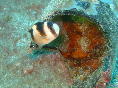 Amblypomacentrus breviceps
