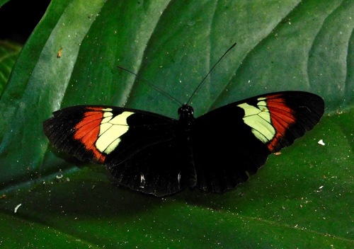 Tiger Longwing